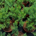 Borievka prostredná (Juniperus × media) ´PFITZERIANA GLAUCA´ - výška 20-30 cm ⌀ 20-30 cm , kont. C3L